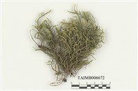 藏品(逆毛苔)的圖片